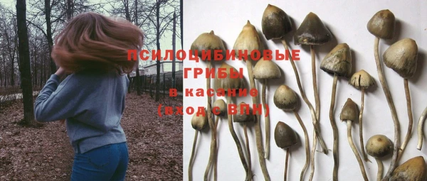 прущие грибы Саяногорск